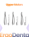 Upper Molars Forceps I – dental standard forceps | ErgoDenta