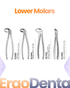 Lower Molars Forceps – dental standard forceps | ErgoDenta
