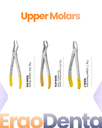 Upper Molars Forceps II – dental diamond forceps | ErgoDenta