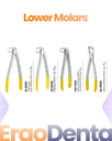 Lower Molars Forceps – dental diamond forceps | ErgoDenta