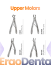 Upper Molars Forceps – dental pediatric extraction forceps | ErgoDenta