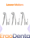 Lower Molars Forceps – dental pediatric extraction forceps | ErgoDenta