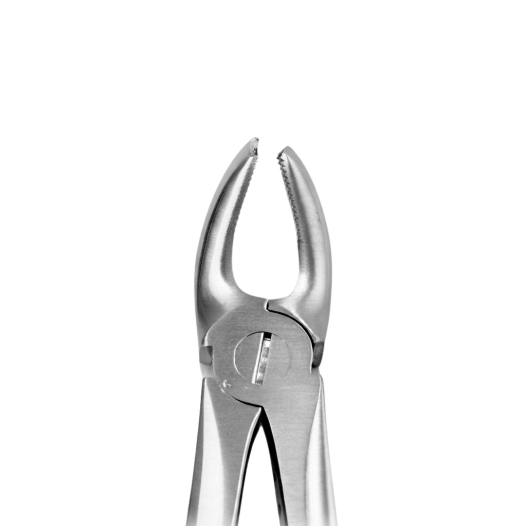 Upper Molars, Right – dental standard forceps | ErgoDenta